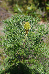 Petrophile canescens
