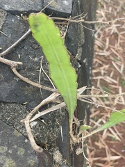 Epiphyllum phyllanthus