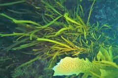 Scytothalia dorycarpa