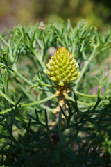 Petrophile canescens