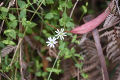 Stellaria