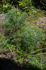 Petrophile canescens