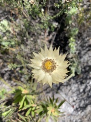 Syncarpha speciosissima