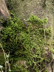 Rhynchostegium confertum