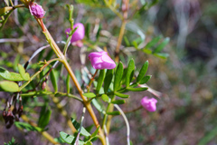Boronia pinnata