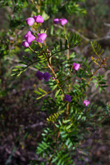 Boronia pinnata