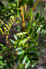 Boronia pinnata