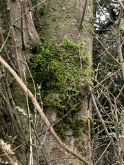 Rhynchostegium confertum