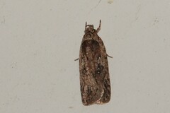Agonopterix heracliana