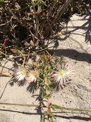 Mesembryanthemum canaliculatum