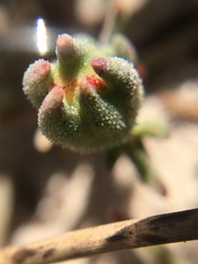 Mesembryanthemum canaliculatum