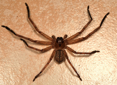 Olios
