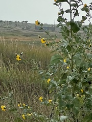 Helianthus argophyllus