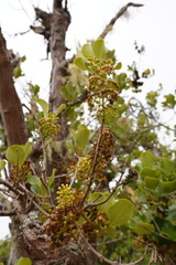 Monimia rotundifolia image