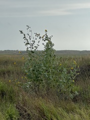 Helianthus argophyllus