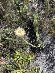 Syncarpha speciosissima