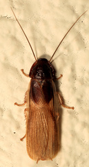 Cyrtotria