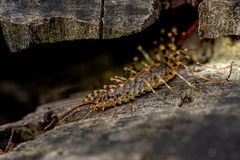 Allothereua maculata