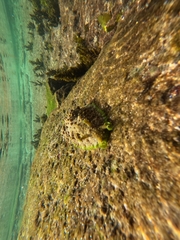 Dolabrifera brazieri