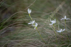 Caladenia catenata