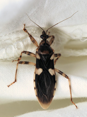Varus flavoannulatus