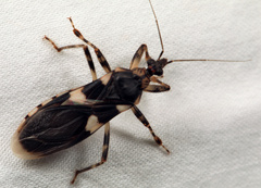 Varus flavoannulatus