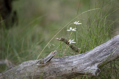 Caladenia catenata
