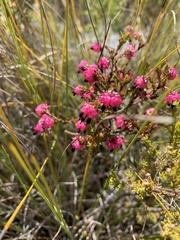 Erica spumosa