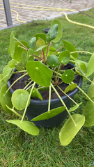 Pilea peperomioides