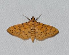 Conogethes punctiferalis