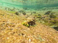 Dolabrifera brazieri