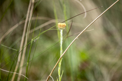 Coronidium scorpioides