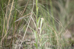 Coronidium scorpioides