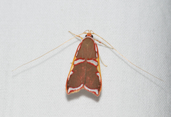 Barantola pulcherrima