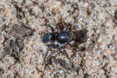 Aelurillus v-insignitus