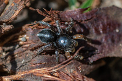 Aelurillus v-insignitus