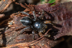 Aelurillus v-insignitus