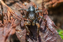 Aelurillus v-insignitus