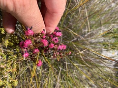 Erica spumosa