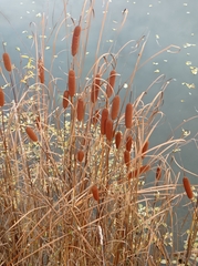 Typha laxmannii
