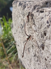 Chalcolestes parvidens