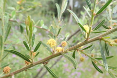 Acacia aspera