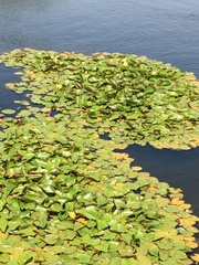 Nymphaea mexicana