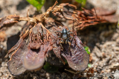 Aelurillus v-insignitus