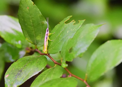 Neorthacris