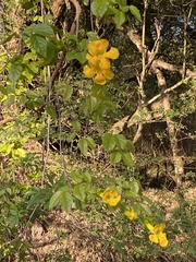 Dolichandra unguis-cati