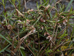 Laxmannia orientalis