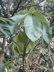 Cecropia pachystachya