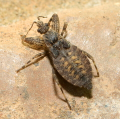 Stenopodainae