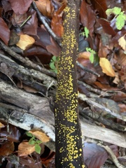 Dacrymyces stillatus